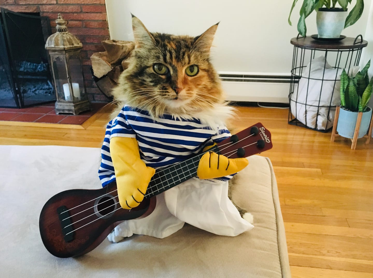 Customer photo review of The Guitarist Dog Costume for Halloween