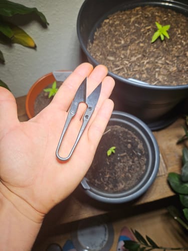 Customer photo review of Spring Schere zum Ernten und Trimmen