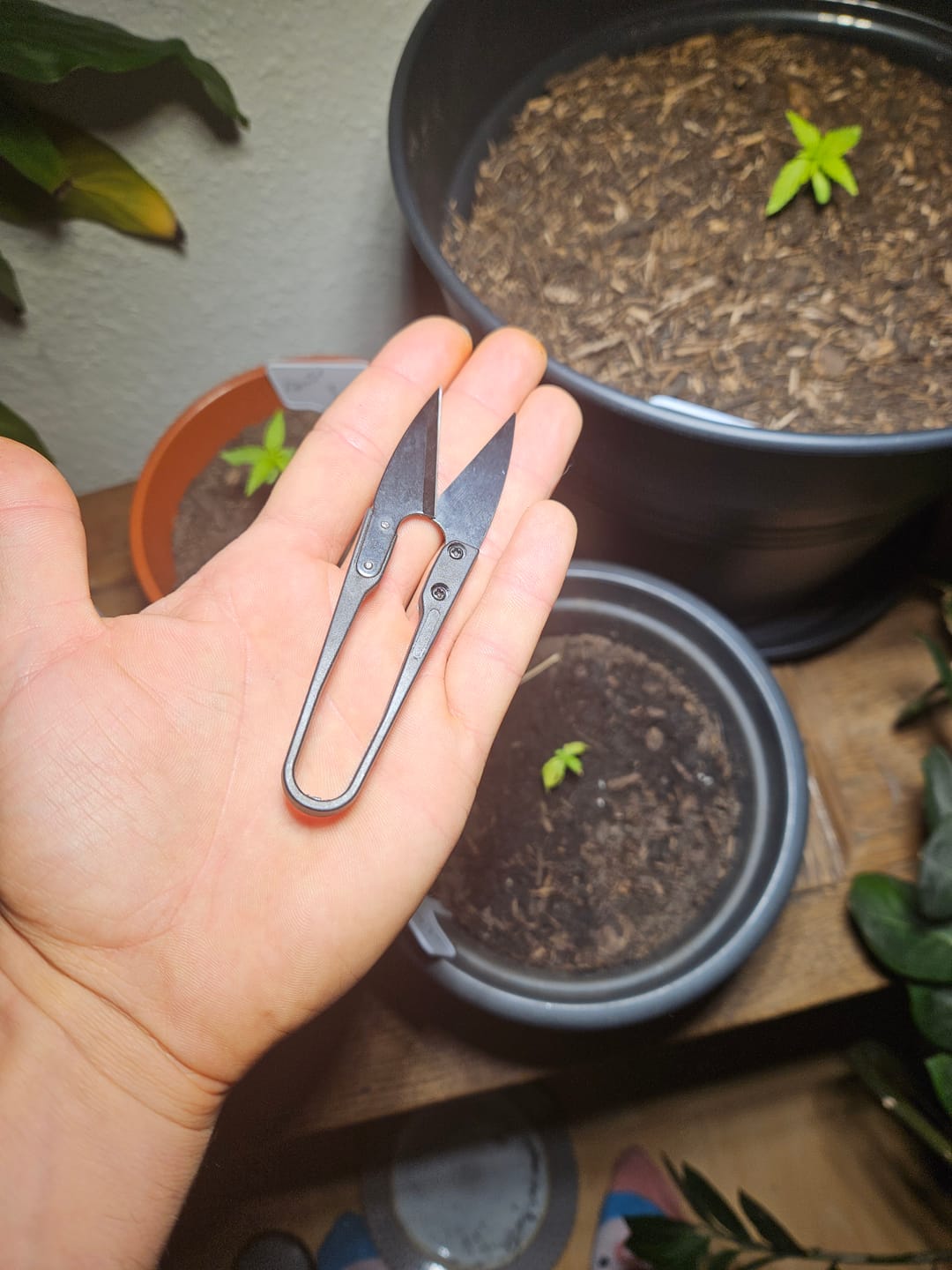 Customer photo review of Spring Schere zum Ernten und Trimmen