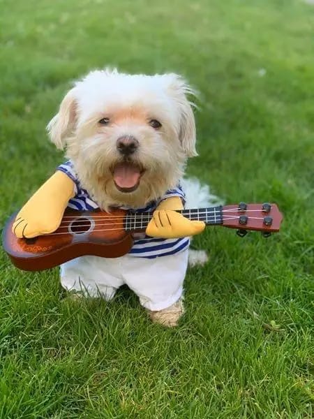 Customer photo review of The Guitarist Dog Costume for Halloween