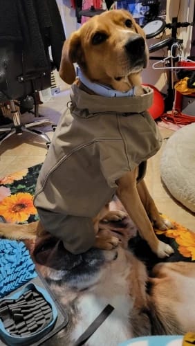 Customer photo review of Reflective Waterproof Dog Jacket