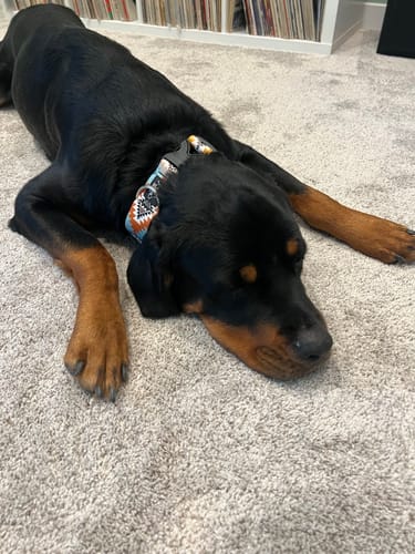 Customer photo review of Sedona Buckle Collar