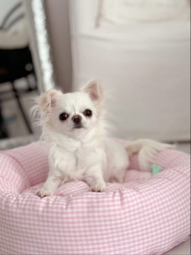 Customer photo review of Cuccia Tonda Vichy Rosa