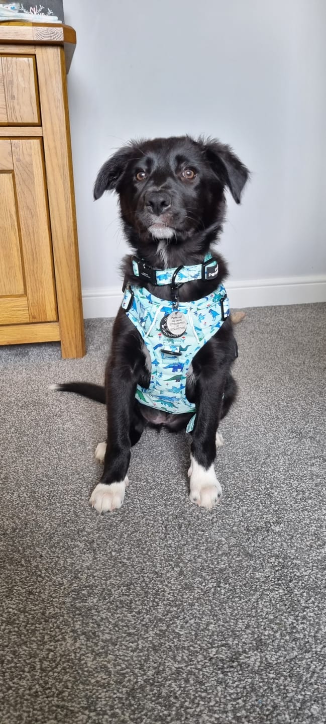 Customer photo review of Tough Trails™ Harness - Dinky Dino