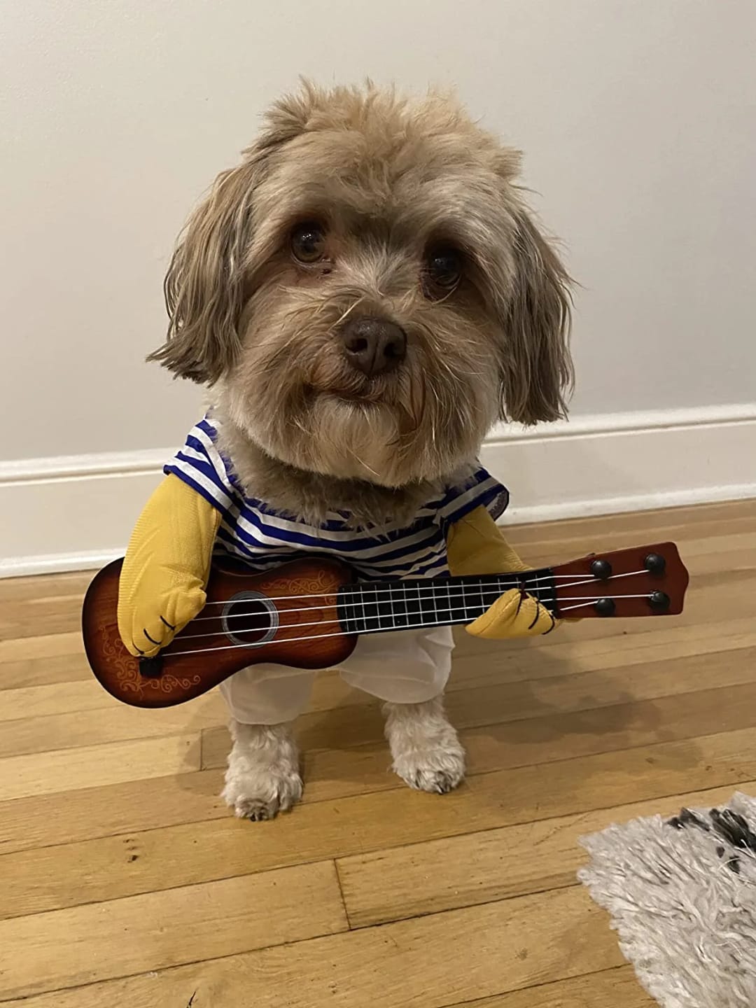Customer photo review of The Guitarist Dog Costume for Halloween