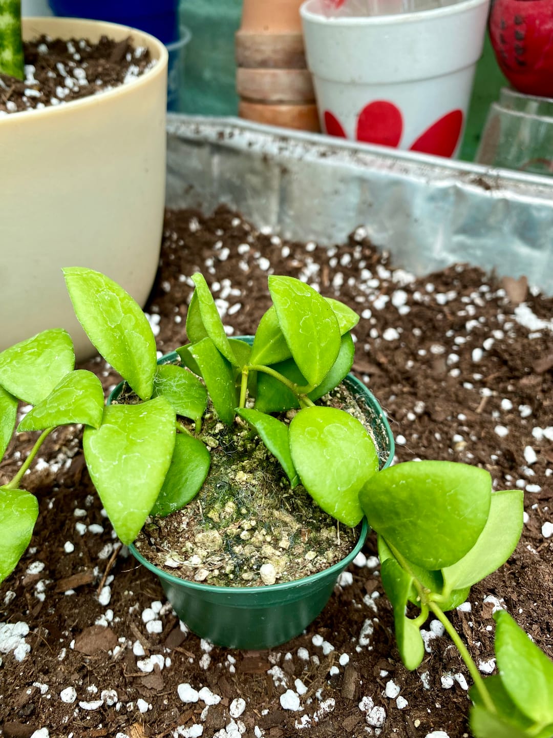 Customer photo review of Hoya heuschkeliana
