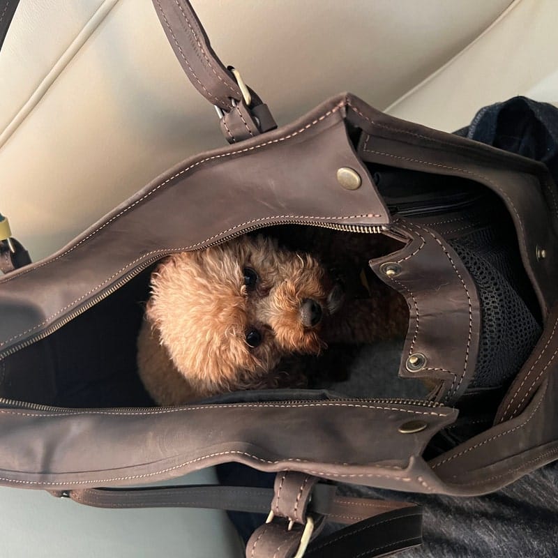 Customer photo review of Dog Travel Bag