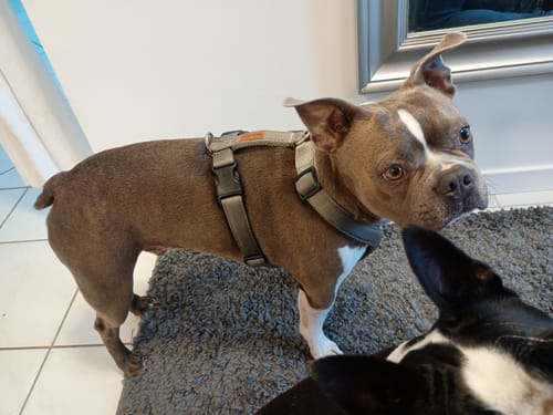 Customer photo review of Premium Hundegeschirr gepolstert