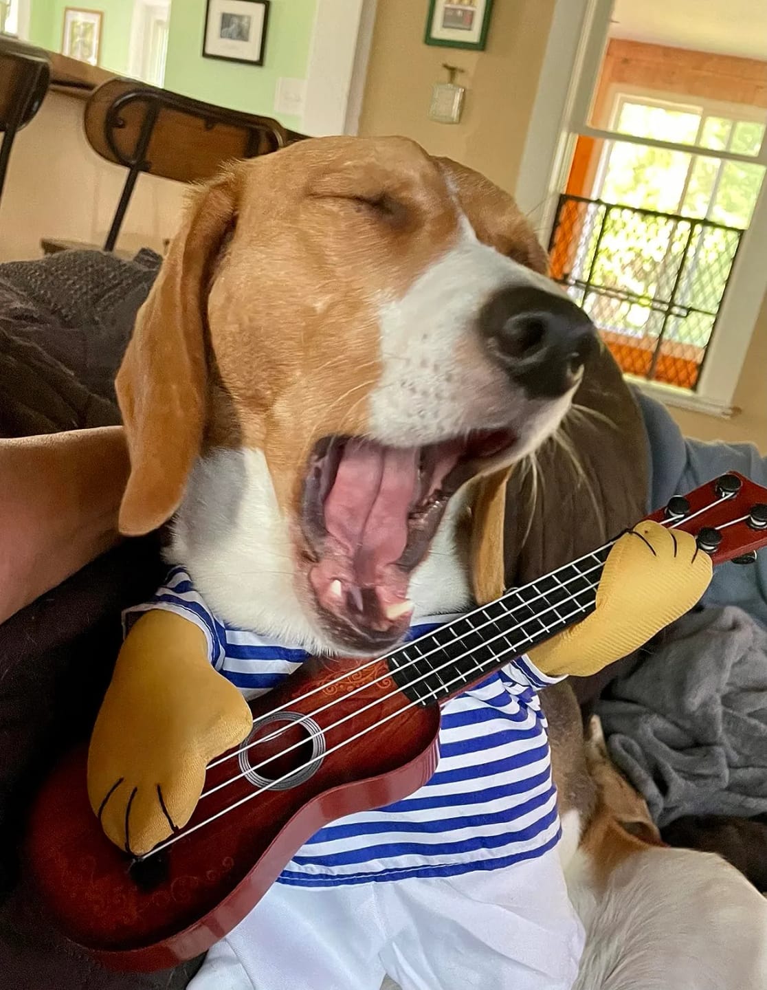 Customer photo review of The Guitarist Dog Costume for Halloween