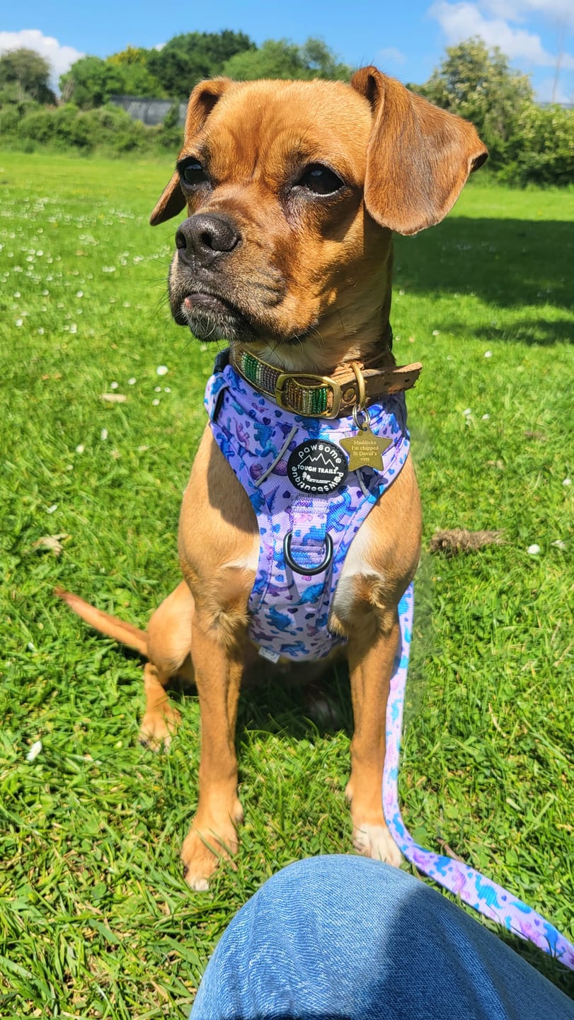 Customer photo review of Lead – Tiny Diny