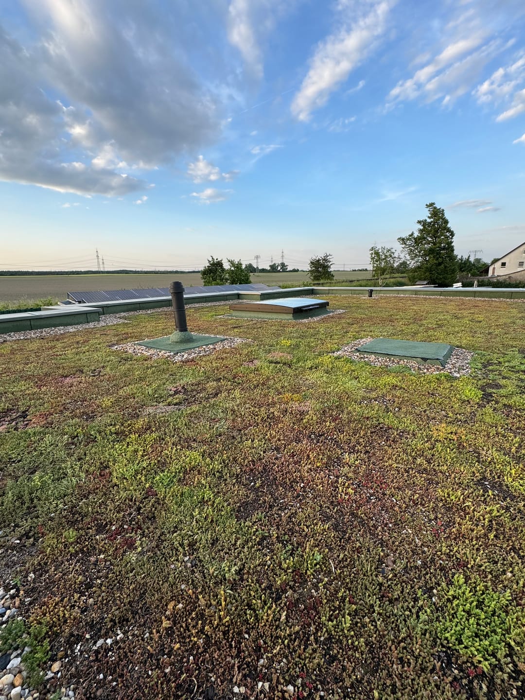 Customer photo review of Dünger Sedum