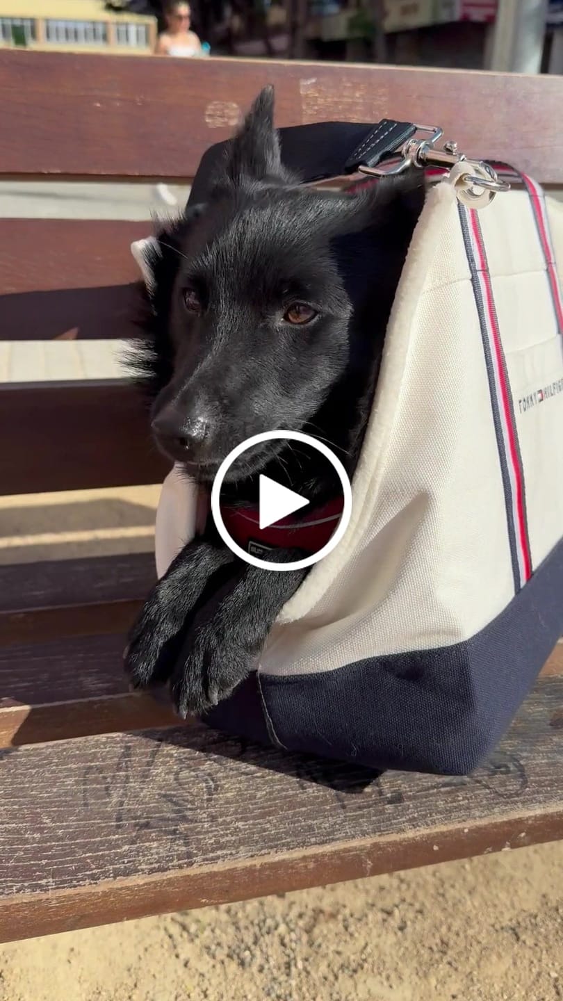 Customer video review of Tommy Hilfiger Canvas Dog Tote Bag