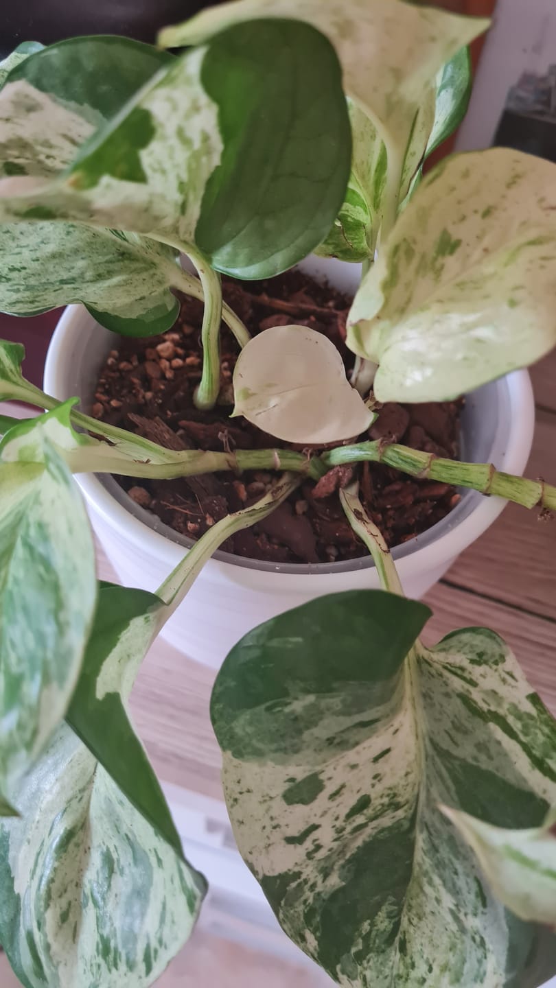 Customer photo review of SUBSTRAT - MISCHUNG ZIMMERPFLANZEN