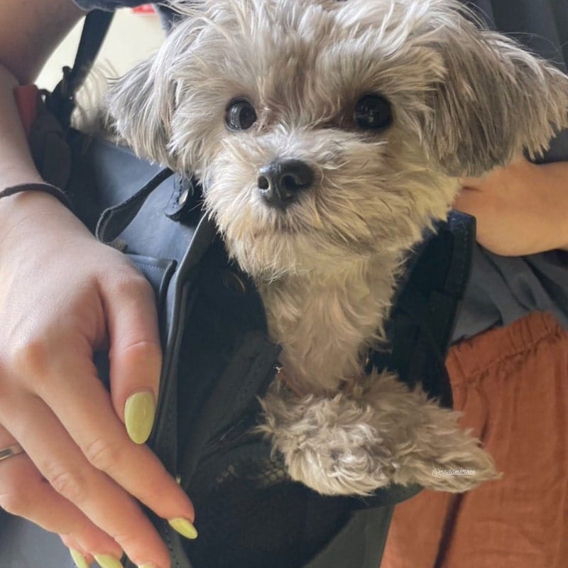 Customer photo review of Dog Travel Bag