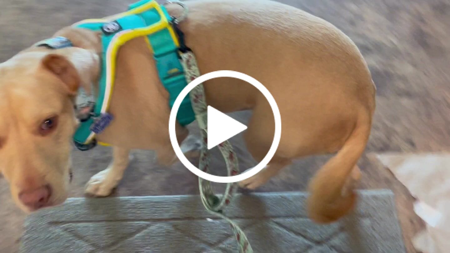Customer video review of Slip on Padded Comfort Harness | Non Restrictive & Reflective - Turquoise & Yellow
