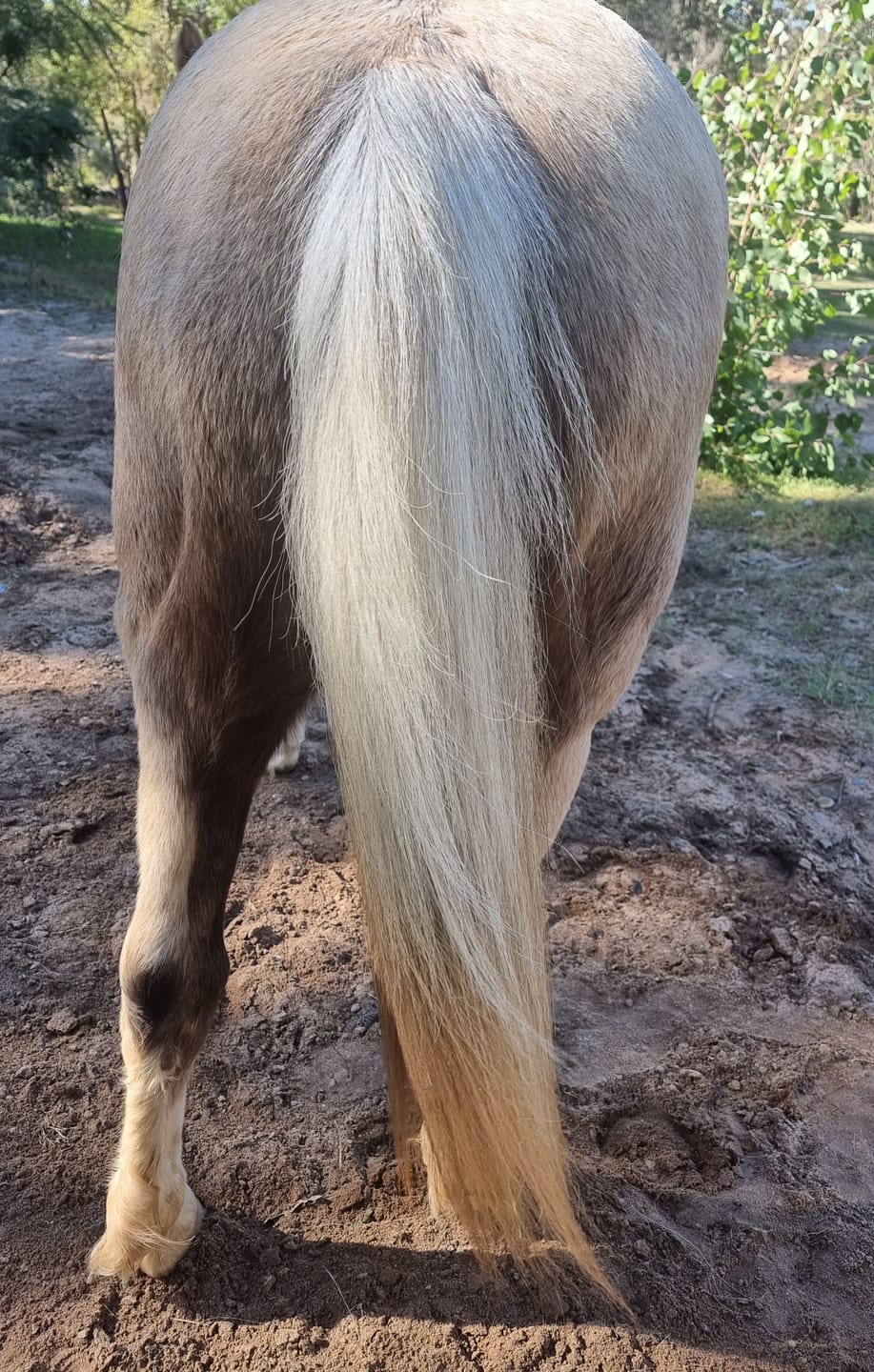 Customer photo review of Queen's Brush - Royal Mane & Tail Brush