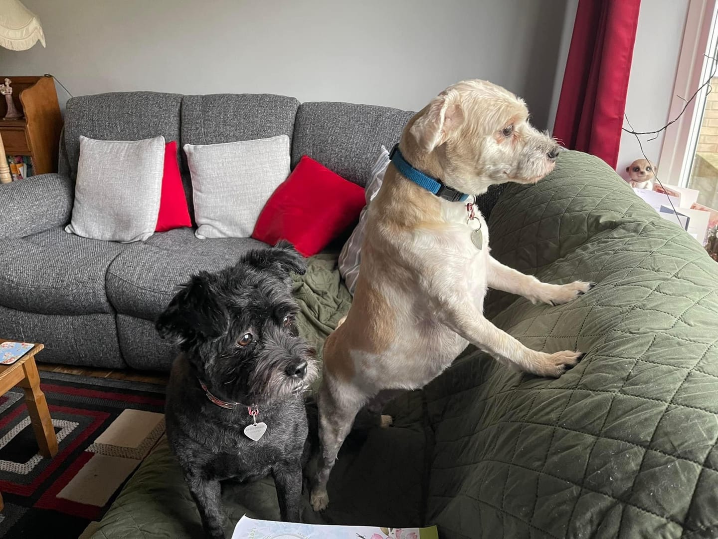 Customer photo review of MSM Powder For Dogs