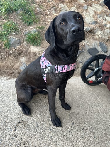 Customer photo review of Dog Harness