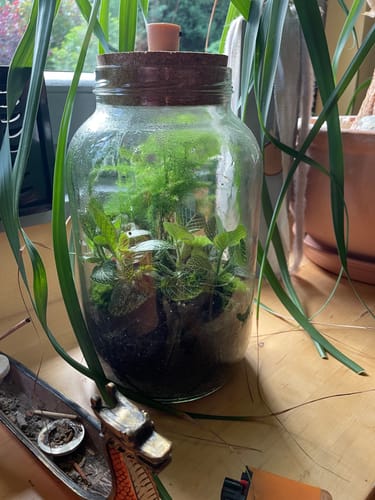 Customer photo review of Muttertags-Geschenkset 4L- Flaschengarten mit LED-Korken und persönlicher Grußkarte