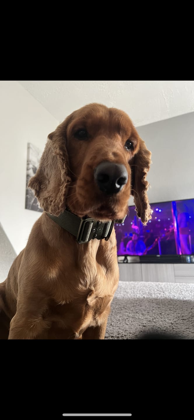 Customer photo review of 4cm Combat® Collar | With Handle & Rated Clip -  Khaki v2.0