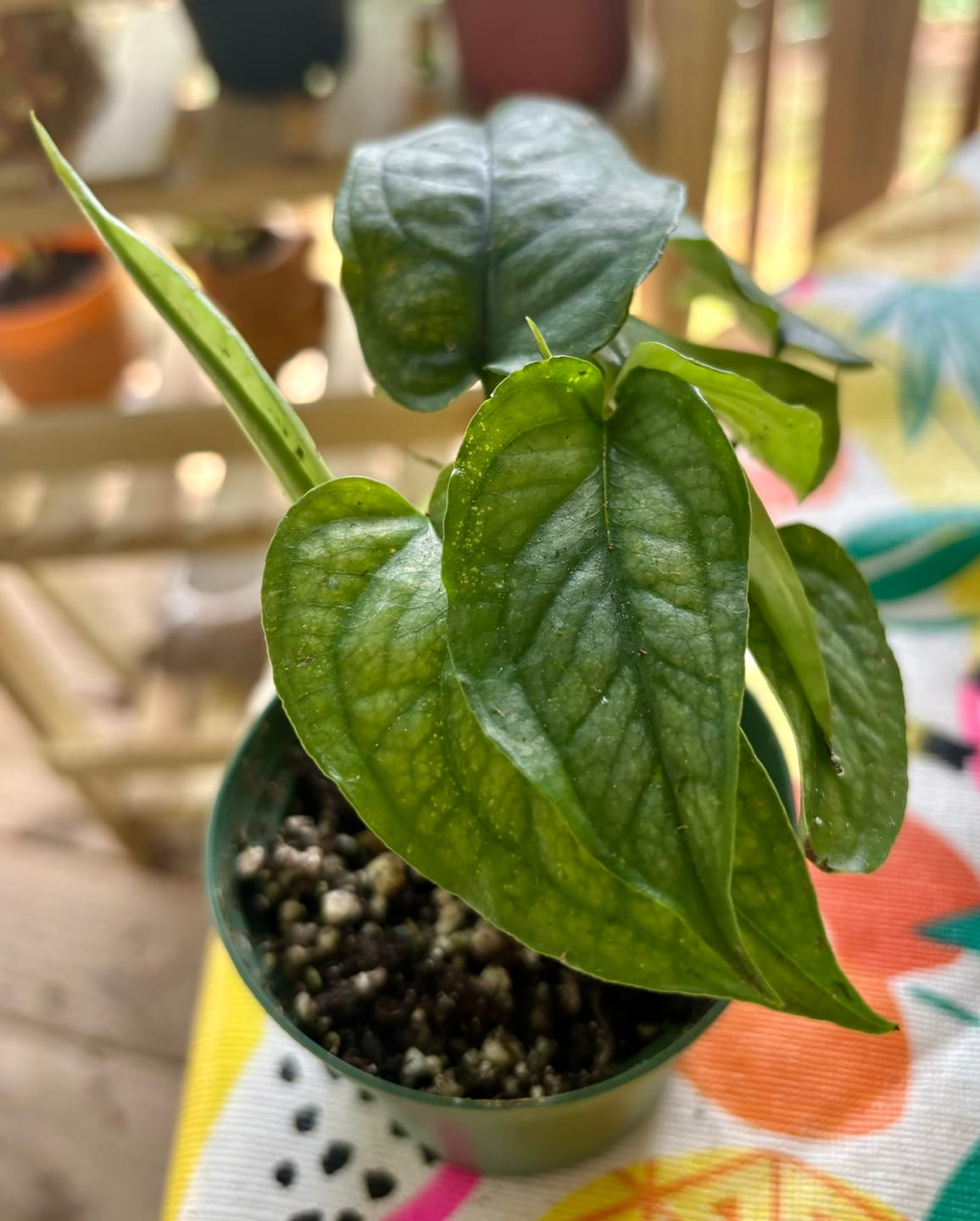Customer photo review of Monstera siltepecana
