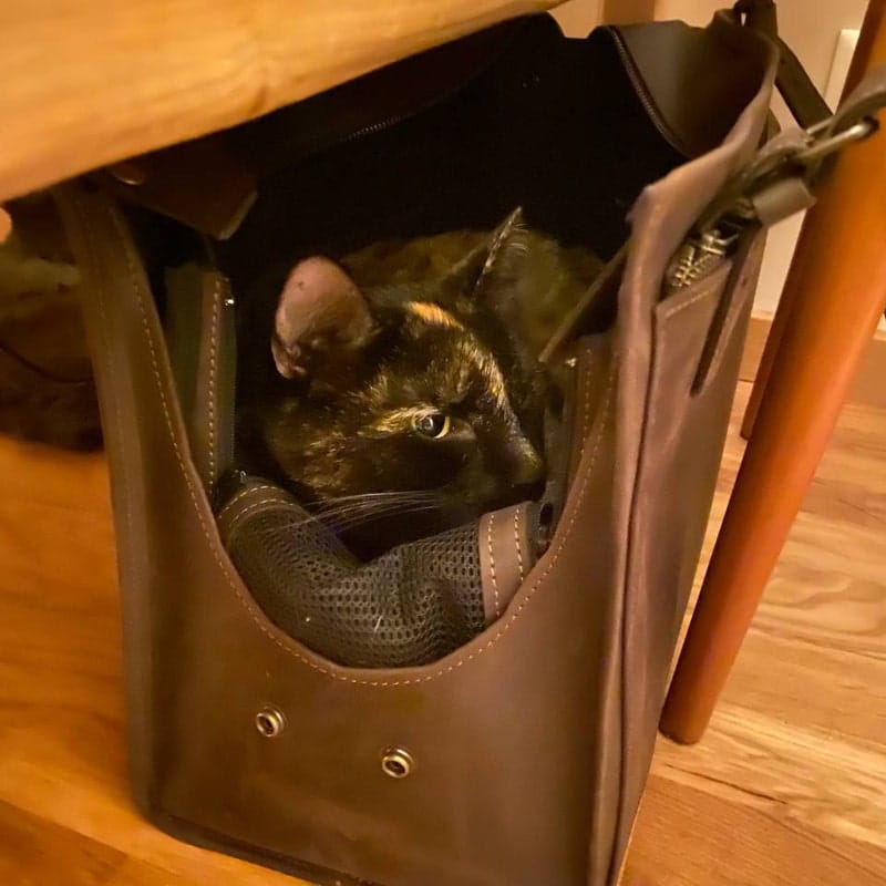 Customer photo review of Dog Travel Bag