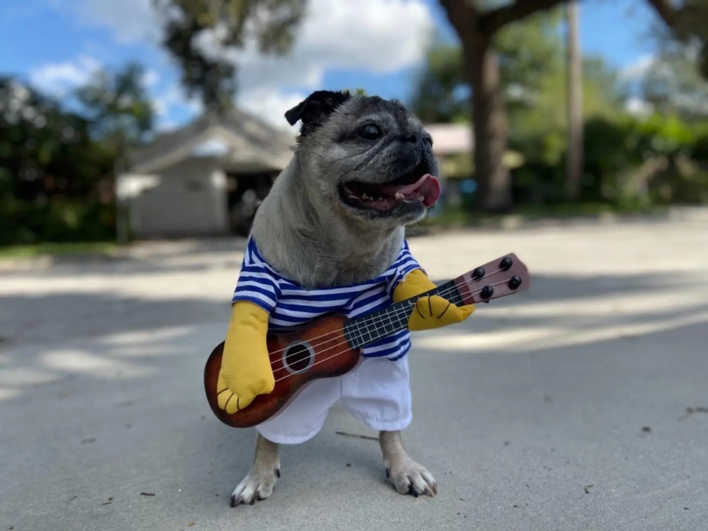 Customer photo review of The Guitarist Dog Costume for Halloween