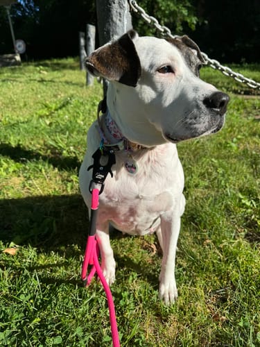 Customer photo review of Sugar High Martingale Collar