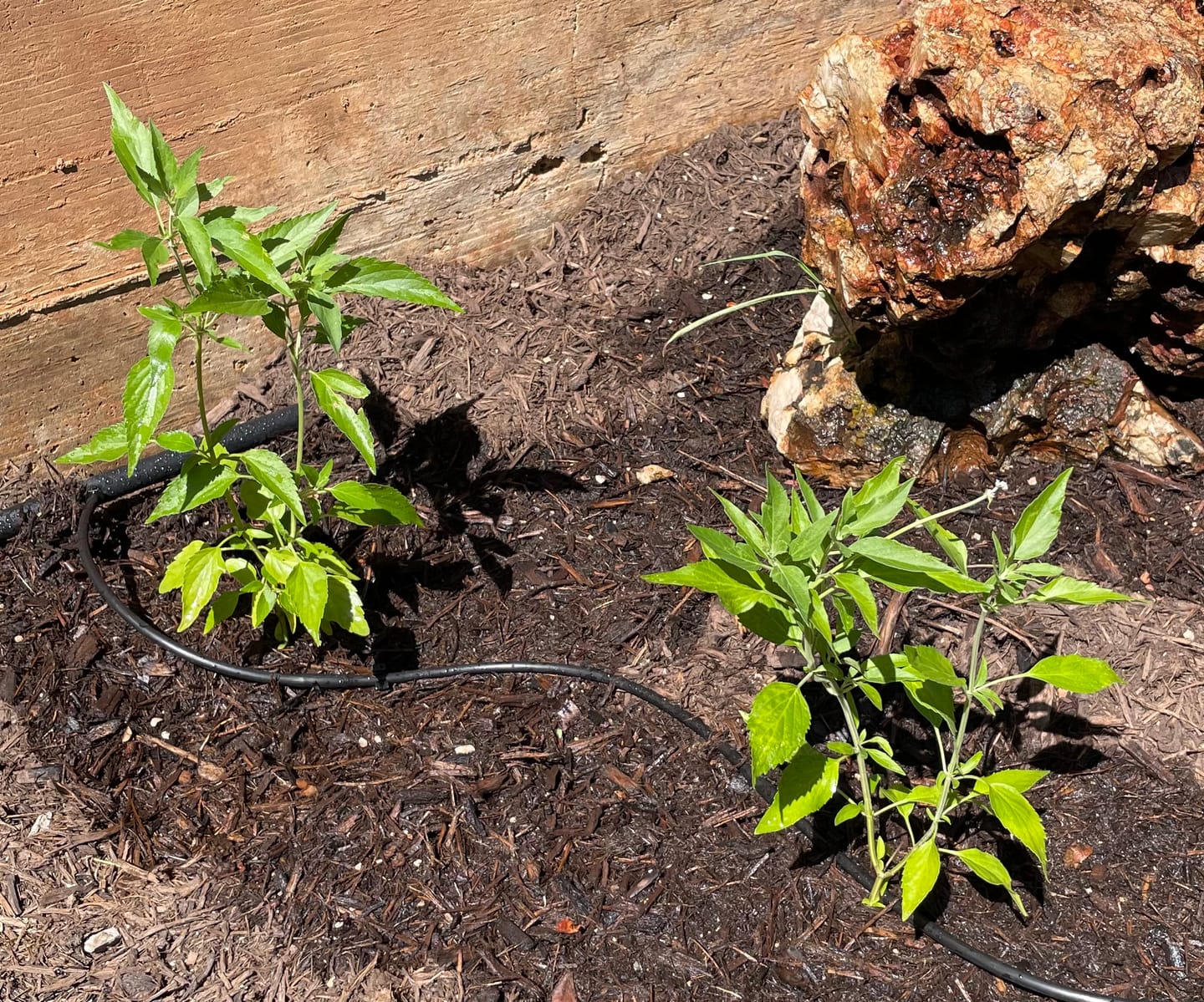 Customer photo review of Salvia Mealy Blue 'Henry Duelberg'
