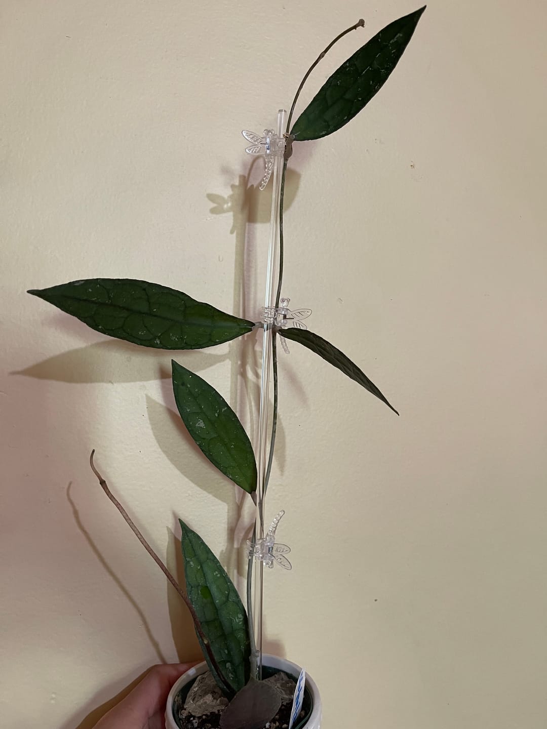 Customer photo review of Hoya clemensiorum