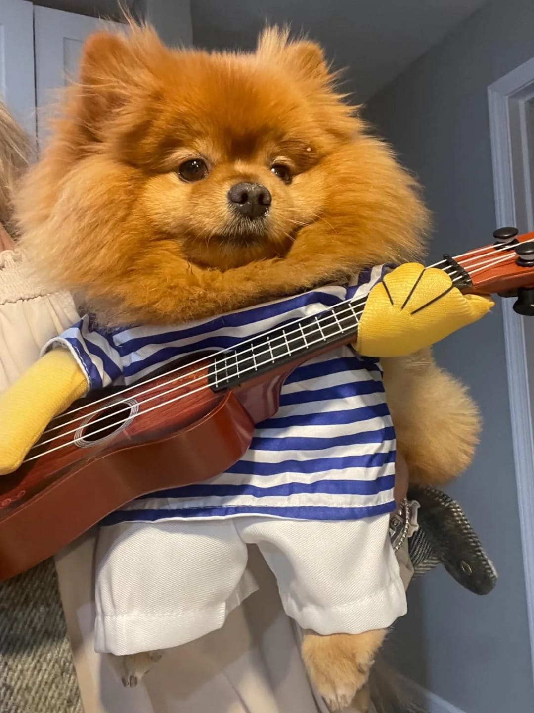 Customer photo review of The Guitarist Dog Costume for Halloween