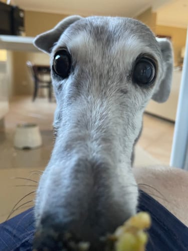 Customer photo review of Kidney Pet