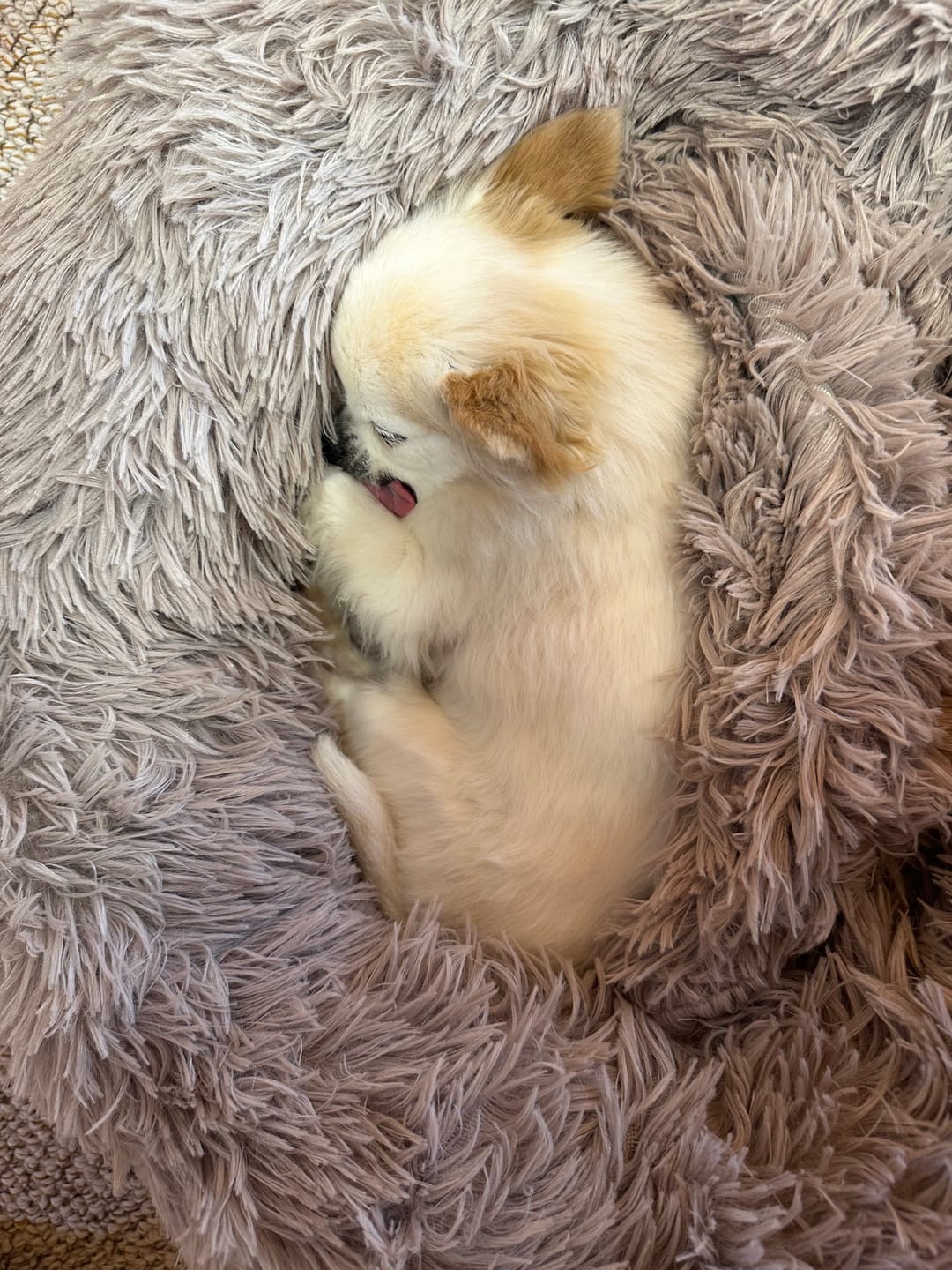 Customer photo review of 替えカバー（ペットが安らぐベッド専用）