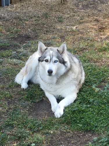 Lisa R. review of 3 Flavour Party Mix Superfood treats image 1 out of 1