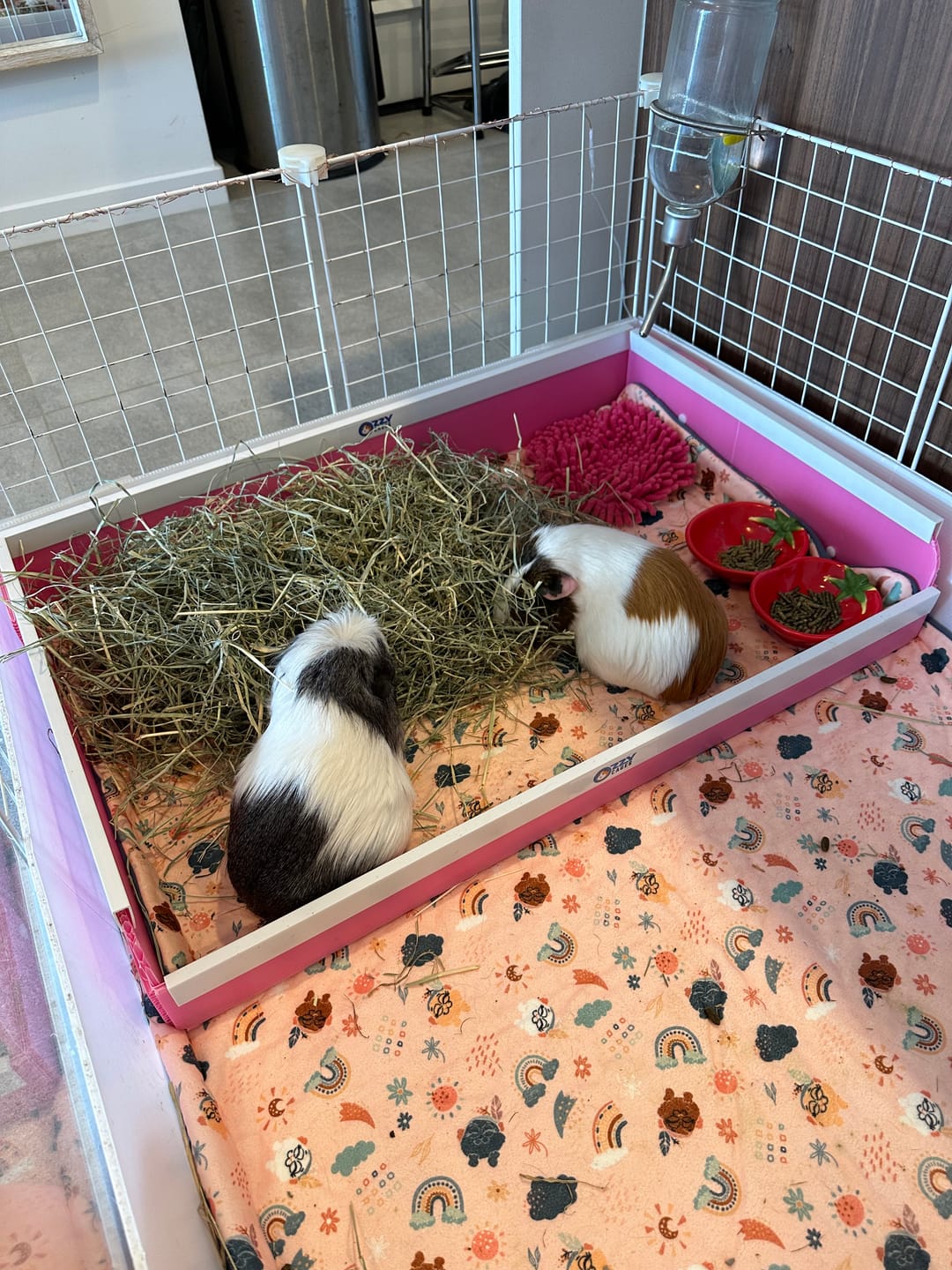 Customer photo review of Ozzy C&C Cage Kitchen (NEW VERSION)