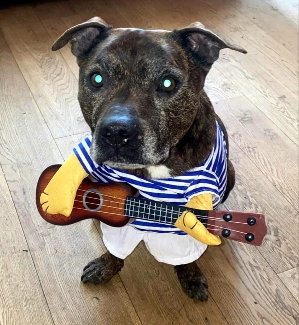 Customer photo review of The Guitarist Dog Costume for Halloween
