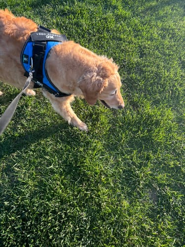 Customer photo review of No-Pull Paw Harness™