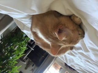 Customer photo review of Effilés à la truite, courgettes & thym (chat stérilisé et chat adulte)