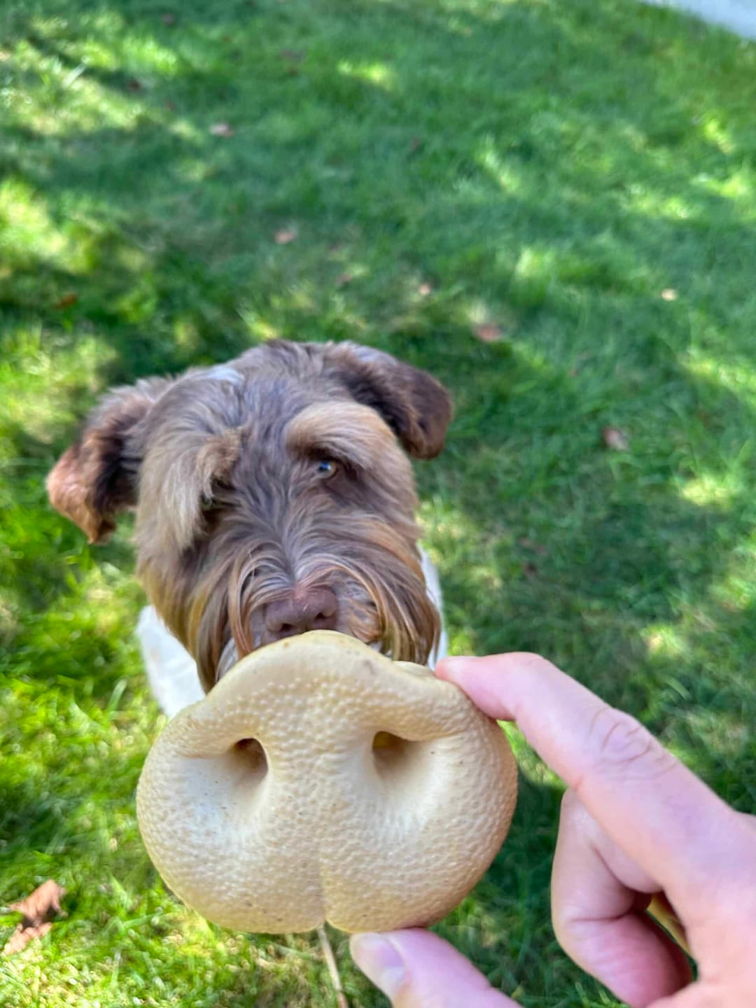 Customer photo review of Smoked Pig Snouts