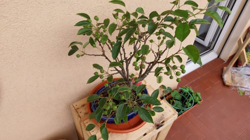 Customer photo review of MIRACLE CB® (Starter primaverile di nuova generazione)