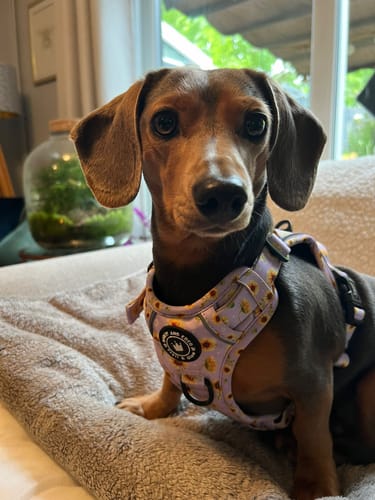 Customer photo review of Trail & Glow® Dog Harness - Walking on Sunshine