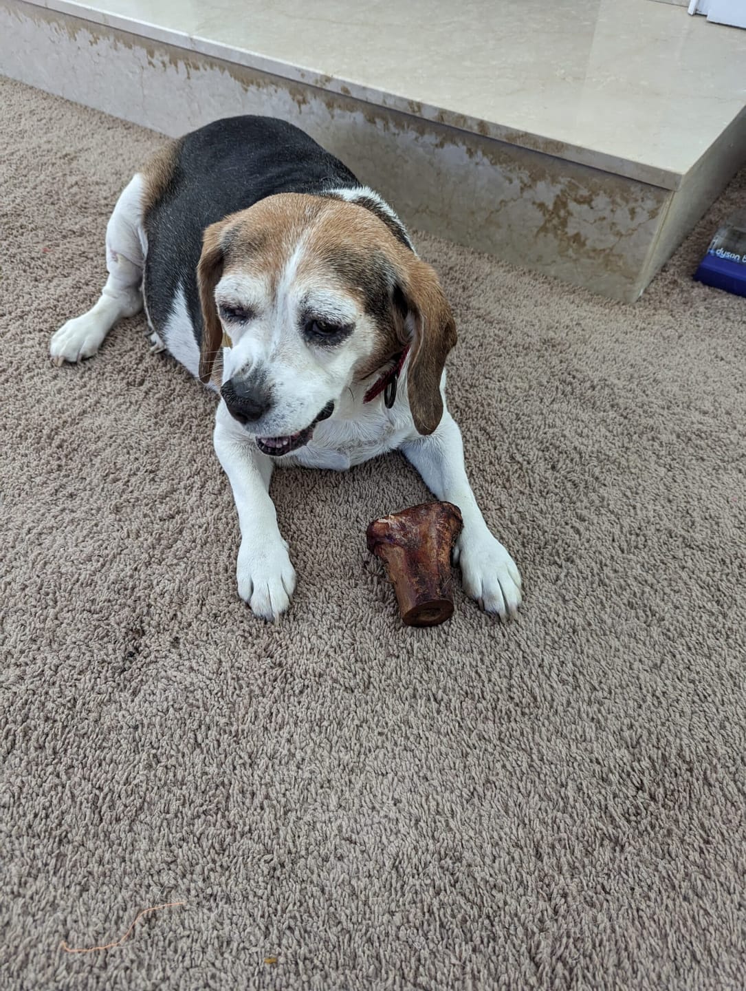 Customer photo review of Smoked Pig Snouts