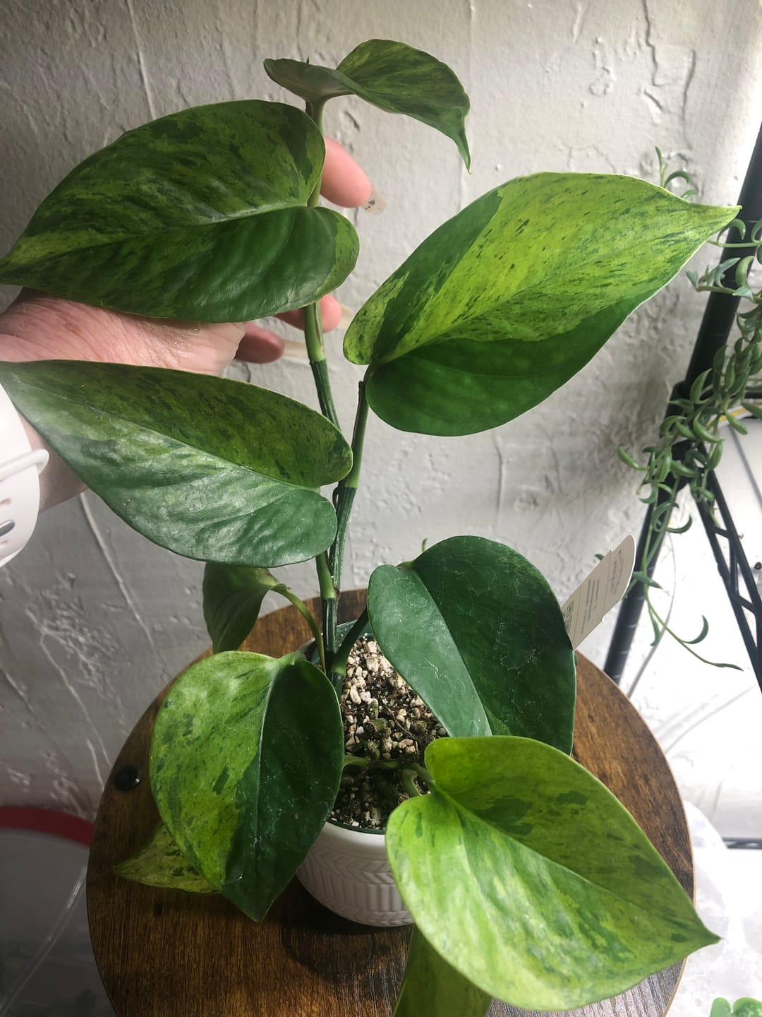 Customer photo review of Pothos Epipremnum aureum 'Jessenia'