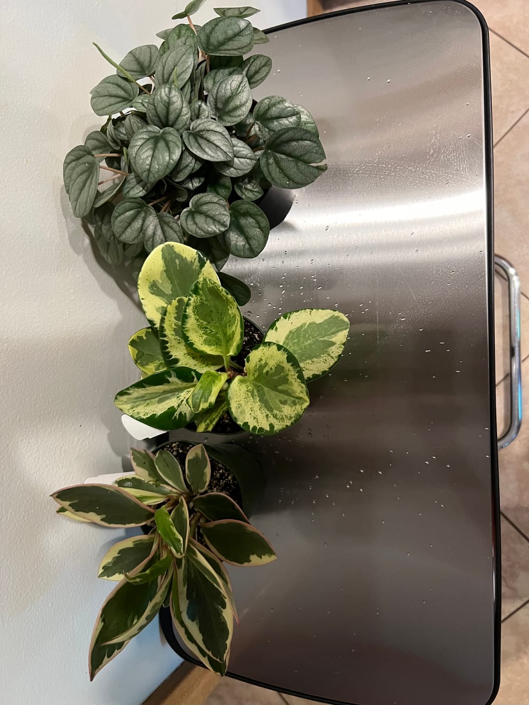 Customer photo review of Peperomia clusiifolia 'Ginny'