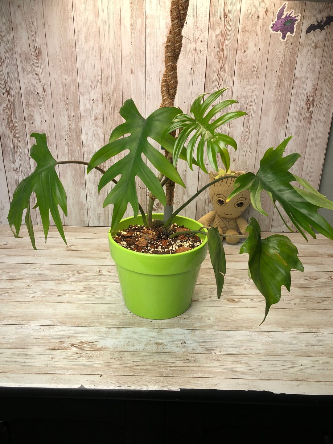 Customer photo review of Philodendron mayoi