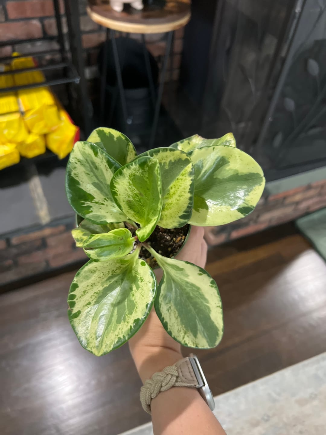Customer photo review of Peperomia obtusifolia 'Golden Gate'