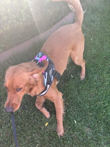 Customer photo review of No-Pull Paw Harness™