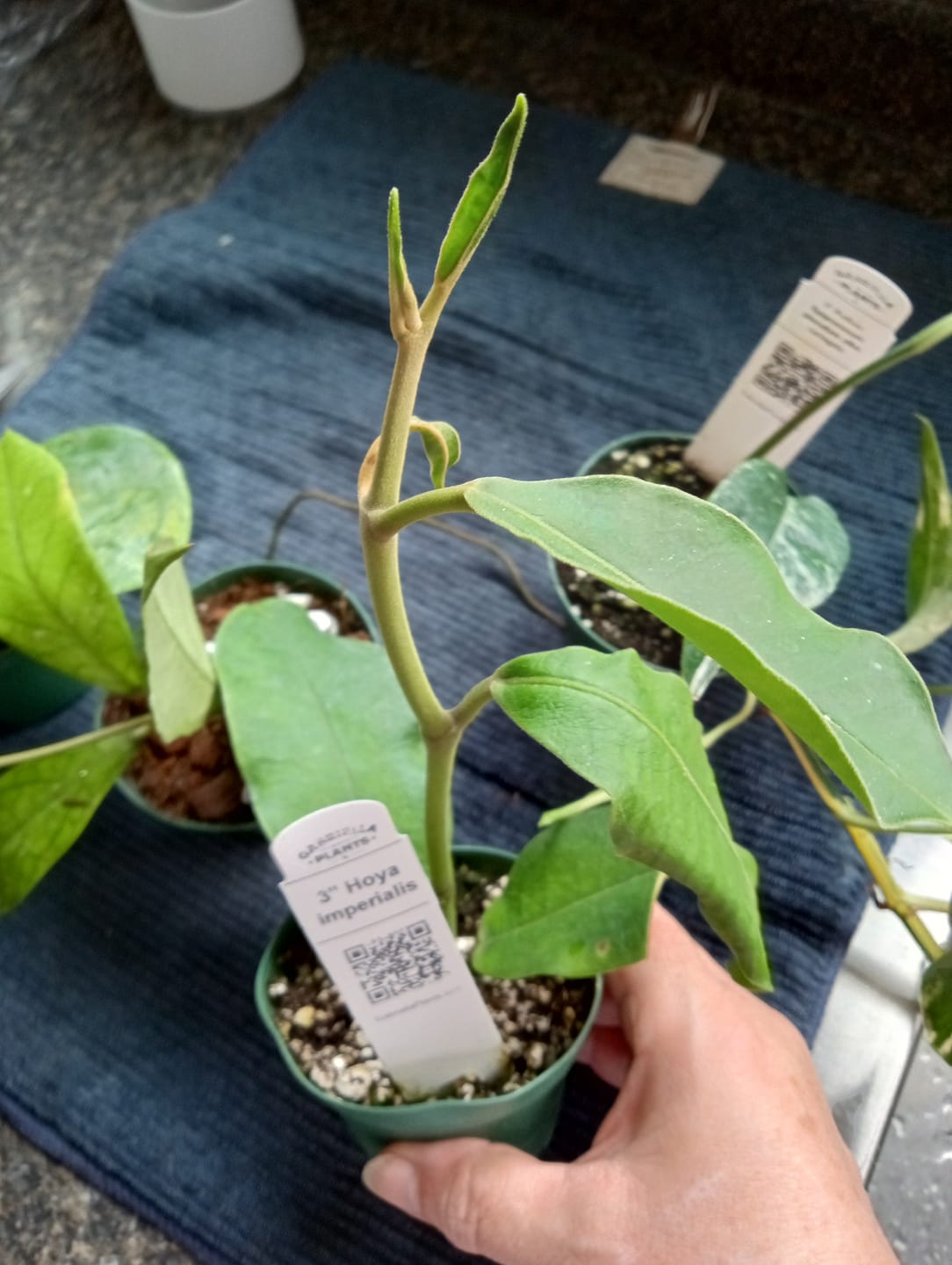 Customer photo review of Hoya imperialis
