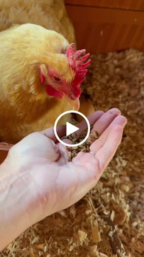 Customer video review of GrubTerra Dried Black Soldier Fly Larvae