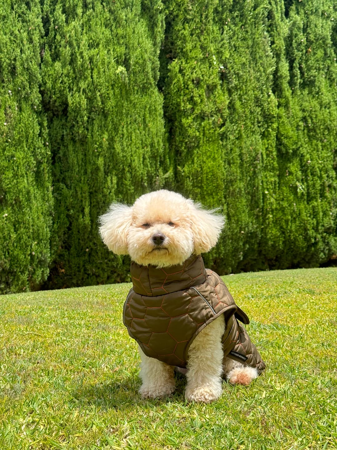 Customer photo review of Honey Comb Dog Coat